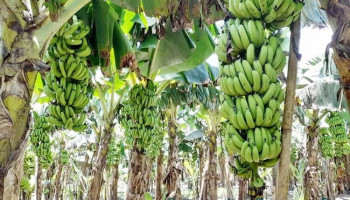 কম খরচে বেশি লাভে শেরপুরে কলা চাষে ঝুঁকছেন কৃষকরা